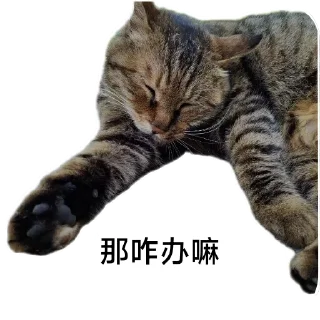 🐱 emoji Cats And Memes Telegram sticker 7 of 26