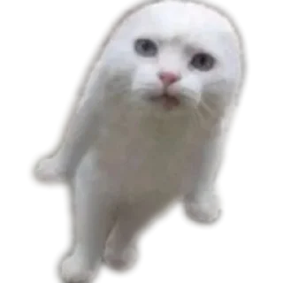 🐱 emoji Cats And Memes Telegram sticker 11 of 26