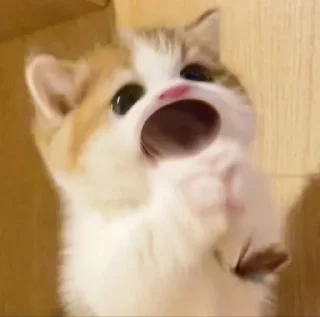 😽 emoji How so kyutttt!!! >< Telegram sticker 14 of 40