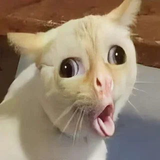 😝 emoji Cat Telegram sticker 14 of 50