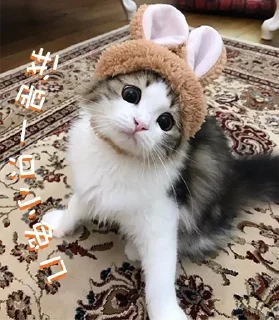 🐰 emoji X Telegram sticker 12 of 120