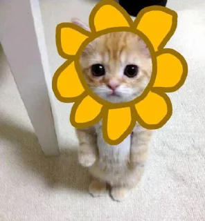 ☀️ emoji dudul gemes kata alin Telegram sticker 9 of 17