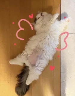 ❤️ emoji punya hana Telegram sticker 11 of 28