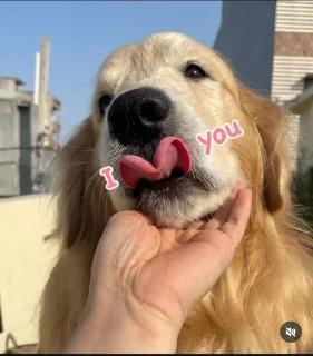 😍 emoji 丂卂卄丨ㄥ's stickers Telegram sticker 16 of 17