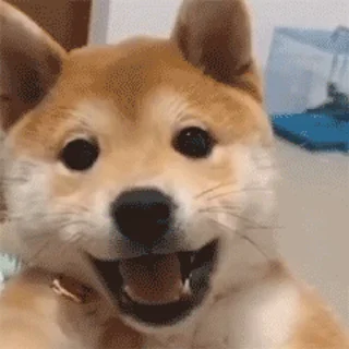 😃 emoji 小柴柴🥰： @OB8883 Telegram sticker 19 of 32