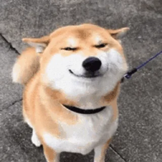 😬 emoji 小柴柴🥰： @OB8883 Telegram sticker 2 of 32