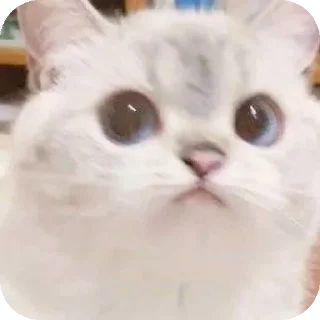 🐱 emoji Meow ...o_O. Telegram sticker 18 of 53
