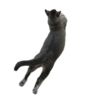 🐱 emoji deekay cabul Telegram sticker 6 of 7