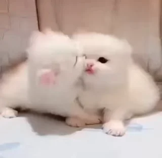 😚 emoji ֆɦαʍɨռα ӄɛȶƈɦʊʍ💞(meoww) (@CalsiBot) Telegram sticker 13 of 46