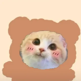 🌟 emoji @Opstickerpacks ✨cute cats⚡️🌸 Telegram sticker 11 of 36