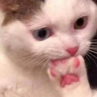 🐱 emoji 世界杯55%返佣⚽️ @zongjian Telegram sticker 5 of 120