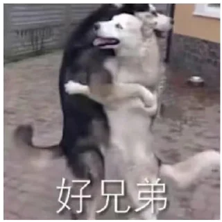🐶 emoji 世界杯55%返佣⚽️ @zongjian Telegram sticker 10 of 120