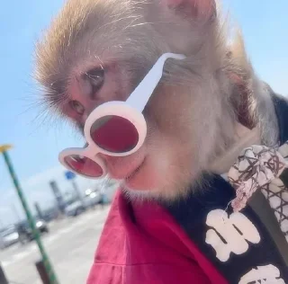 🌟 emoji dipak’s monkeys Telegram sticker 8 of 91