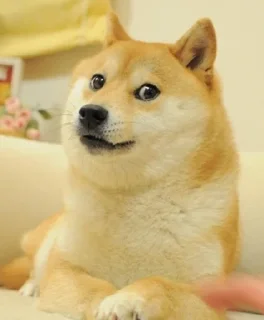 😐 emoji Funny Animals @ptat7 @cricket64 Telegram sticker 18 of 70