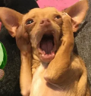 😱 emoji Funny Animals @ptat7 @cricket64 Telegram sticker 19 of 70