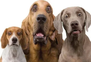 😱 emoji Funny Animals @ptat7 @cricket64 Telegram sticker 13 of 70