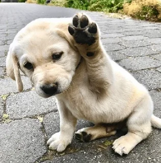 👋 emoji Funny Animals @ptat7 @cricket64 Telegram sticker 1 of 70