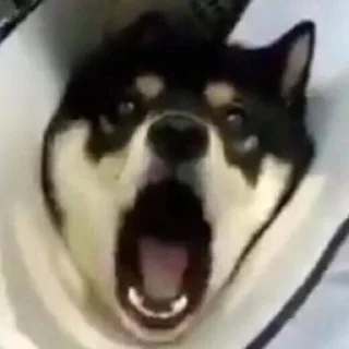 🗣 emoji Funny Animals @ptat7 @cricket64 Telegram sticker 4 of 70