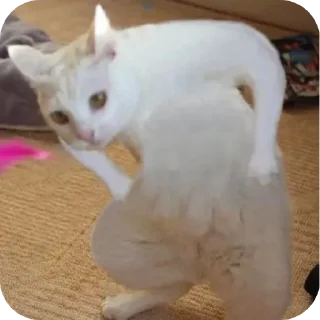 🐱 emoji Ava pack Telegram sticker 15 of 34