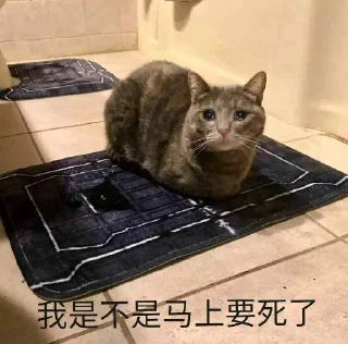 😊 emoji 猫猫专用贴纸包 @mengxinsetu Telegram sticker 10 of 33