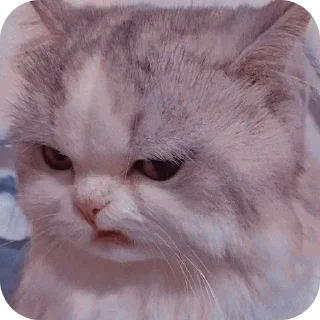 🐱 emoji Kocheng by Abell imut pacar heeseung Telegram sticker 10 of 98