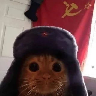 🇷🇺 emoji Catz Telegram sticker 23 of 39