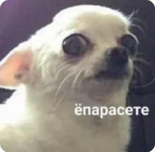 🌟 emoji Крыса обосанная 🐀 Telegram sticker 13 of 107