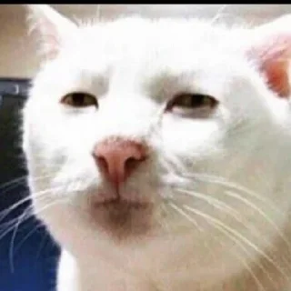 😇 emoji Serious cat by Dka Telegram sticker 10 of 10