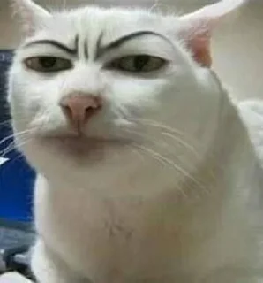 😡 emoji Serious cat by Dka Telegram sticker 9 of 10