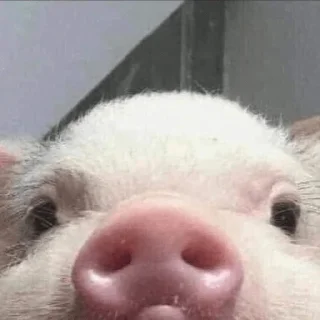 🐷 emoji MemeXPro Vol.3 : Republic of Meme Telegram sticker 5 of 120