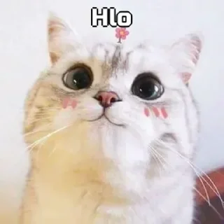 Sticker from Funny cat [ @OWNER_OF_S0UL ]