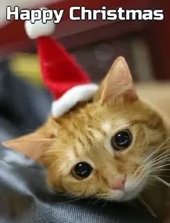 🎅 emoji Funny cat [ @OWNER_OF_S0UL ] Telegram sticker 23 of 79
