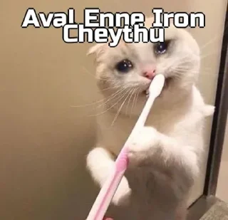 😣 emoji Funny cat [ @OWNER_OF_S0UL ] Telegram sticker 10 of 79
