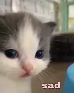 🥺 emoji Hehe 😹 :: @op_sticker Telegram sticker 23 of 45