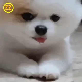 🐶 emoji 定制联系美工 @vipp8p8 更多表情 @zz915 Telegram sticker 20 of 50