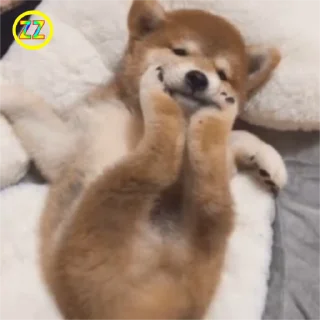 🐶 emoji 定制联系美工 @vipp8p8 更多表情 @zz915 Telegram sticker 17 of 50