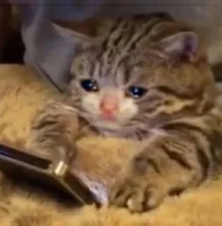 🥺 emoji ape miskah? Telegram sticker 24 of 45