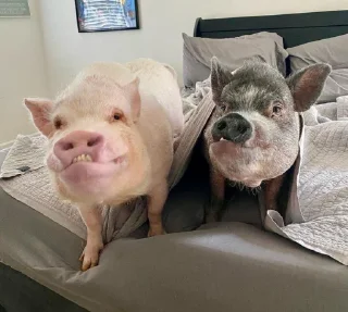 🐷 emoji MEME MALAYSIA 2 Telegram sticker 22 of 24