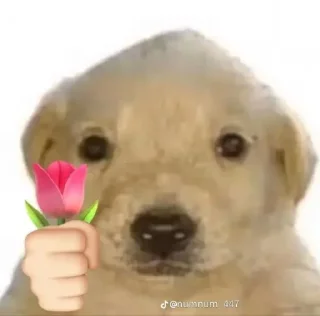 🐶 emoji Kegabutan @pDahak Telegram sticker 6 of 7