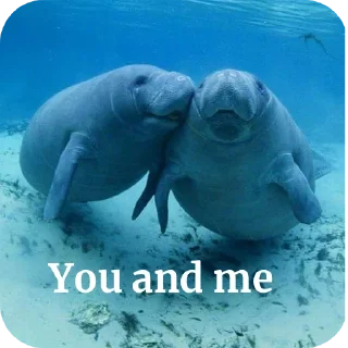 🌊 emoji Dugong Telegram sticker 8 of 22