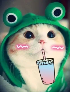 🥤 emoji Cute kitties 🌸🍃 @stickersbag Telegram sticker 14 of 61