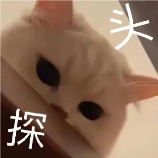 🐱 emoji 小动物能有什么坏心眼呢 @xiaotianxinya Telegram sticker 15 of 74