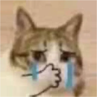 🐱 emoji 小动物能有什么坏心眼呢 @xiaotianxinya Telegram sticker 5 of 74