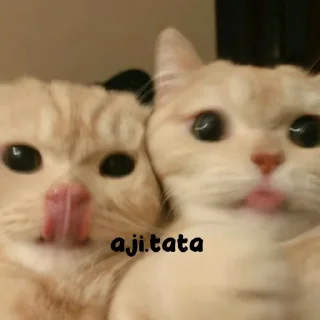 Sticker from tata and aji