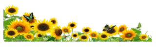 ➖ emoji borders @galeryna Telegram sticker 8 of 24