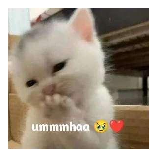 😍 emoji Flirting cats by sujay 😂 Telegram sticker 1 of 41