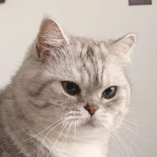 😡 emoji cats Telegram sticker 24 of 68