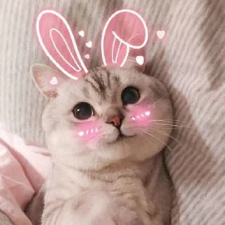 🥰 emoji Cute kitties 🌸🍃 @stickersbag Telegram sticker 12 of 61