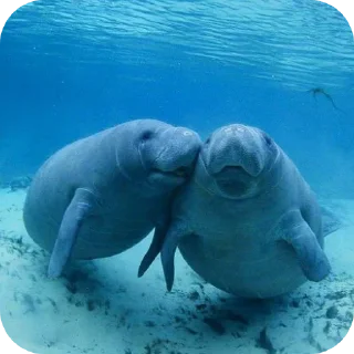 🌊 emoji Dugong Telegram sticker 9 of 22