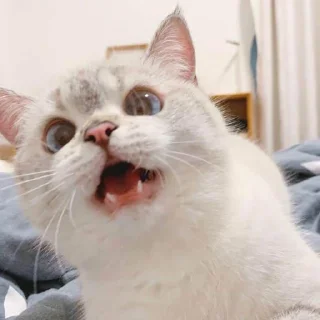 😠 emoji kitty kitty Telegram sticker 7 of 12